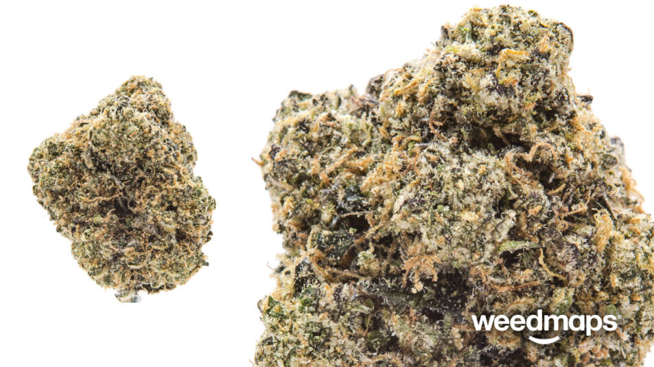 BubbleGum Gelato (75 indica, 25 sativa) Premium Meds