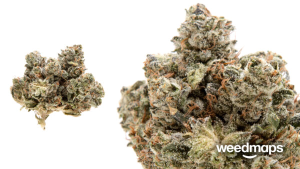 *EX* Gorilla OG (75% Indica, 25% Sativa) new strain