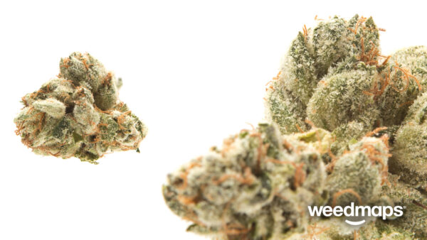 *EX* King Louie OG new sticky batch