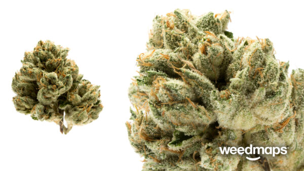 *PR* Medellin OG (5g for 55) new sticky batch
