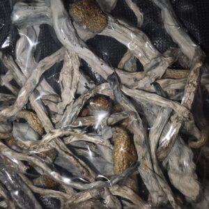 Golden Teacher (16g half and 32g oz*)
