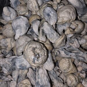 Albino Penis Envy new batch