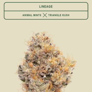 *EX* Wedding Cake (25% sativa, 75% indica)(CBX) new strain